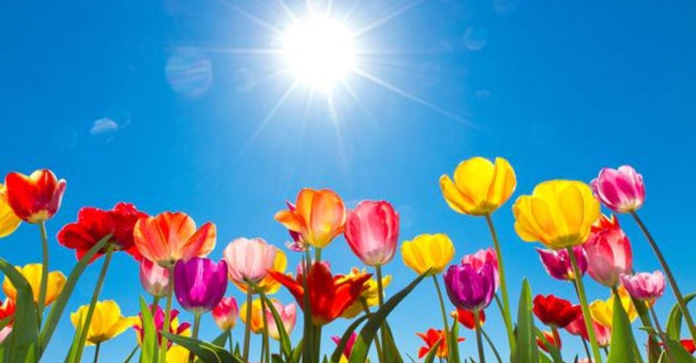 Foto: Tulipaner Tulipaner